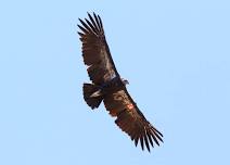 Faultline Birding Festival