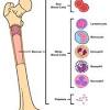 There are two main types of bone marrow. 1