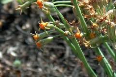 Image result for Tulbaghia acutiloba