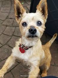 4 seater round dining table australian terrier breeders. Meet Frankie