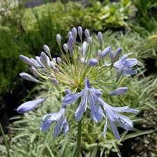 Image result for Agapanthus codii
