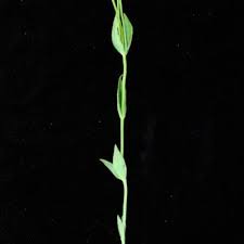 Image result for Sebaea