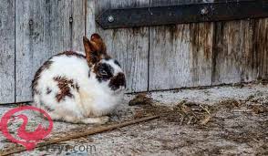 تفسير رؤية الارنب في المنام للمتزوجة والرجل والعزباء