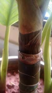 Symptoms are a major threat because the damage starts below. Mushy Aglaonema Stem With Browning Leaf Tips Answer Asap Please Gardening Landscaping Stack Exchange