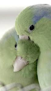 Birds Of The Same Feather Are The Same Birds Green Birds Animals Beautiful Beautiful Birds Pet Birds