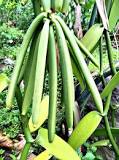 Image result for How To Grow Vanilla In Uganda