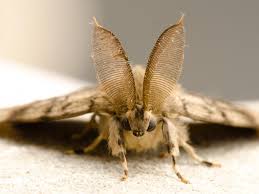 An old world tussock moth (lymantria dispar) that was introduced about 1869 into the u.s. Gypsy Moth
