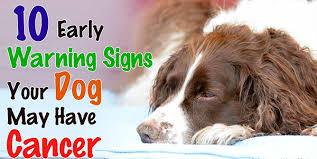Whether you've found a fatty tumor on your dog, or you're suspicious that you've got a case of dog skin cancer on your hands, keep an eye out for these signs of cancer in dogs to help you identify a 2 year old lab mix was diagnosed with high grade tumor. The Link Between Cancer And Your Dog Size And Color Dogs Addict