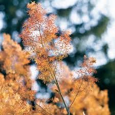 Image result for Macleaya