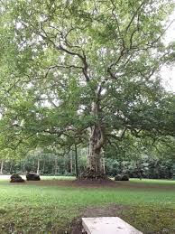 Les jardins de courances, courances. Les Jardins De Courances 1re Partie Patrimoine Permaculture Etc