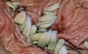 Parasitos Intestinales Del Caballo