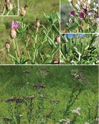 Image result for Bothriocline longipes