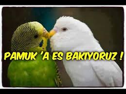 Albino Muhabbet Kusu Pamuk A Es Ayarliyoruz Youtube