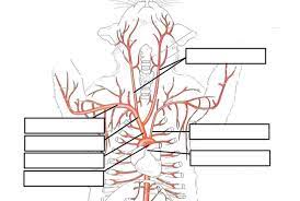 Membrane receptor, survival blood cells: Cat Circulatory System Lab Guide