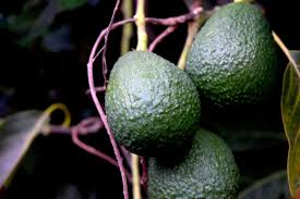 Looking for a best fertilizer for fruit trees? Want The Best Avocado Tree Fertilizer 5 Of The Best That Work