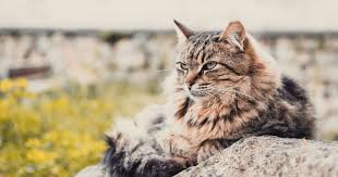 White cats are more at risk of skin cancer from sunlight exposure. How Is Mammary Cancer Treated In Cats Firstvet