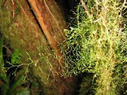 Image result for Polyphlebium