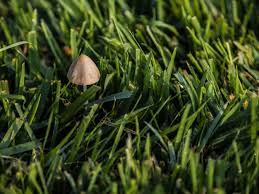 Image result for Conocybe lactea