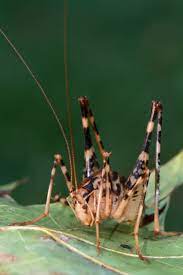Cave, or camel, crickets are frequently found in basements and eventually upstairs inside your home. Camel Crickets Naturally Curious With Mary Holland