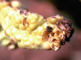 Incrementborer — an increment borer is a specialized tool used to extract a section of wood tissue from a living tree without injuring the tree. Insects And Other Animals In Tropical Forests Springerlink