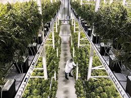 Think about how big you ultimately want to grow your plants when deciding on pot size for their final home. The Professionalization Of Cannabis Growing