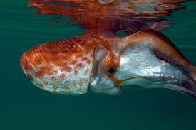 Image result for Eulophia obscura