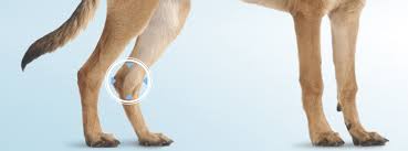 Patellaluxation Beim Hund Mit Physiotherapie Behandeln Belcando