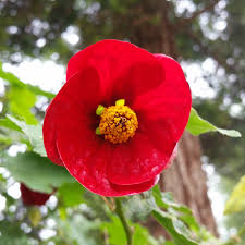 Image result for Abutilon grantii