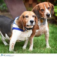 Come and download puppy rescue absolutely for free. Mercy Puppy Rescue Nj Dilhanemiz