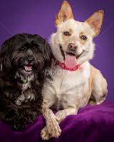 Stock Image Search Results