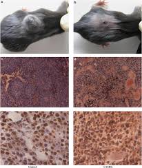 Believe it or not, this little anima. Anticancer Effects Of Camel Peptide Laboratory Investigation