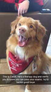Stylish look and premium quality. Therapy Doggo During Exam Time Rarepuppers