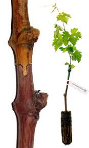 Image result for graft grape vines