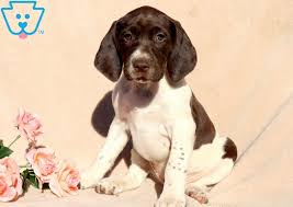 If birch is the puppy of your dreams, please contact. Brittany German Shorthaired Pointer Puppy For Sale Keystone Puppies