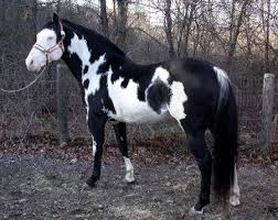 Black And White Paint Horses For Sale Near Me Pin On Pretty Horses