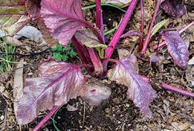 We did not find results for: Beet General