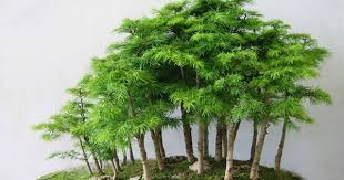 Bonsai Styles Space Gardening Bonsai Tree Bonsai Plants Bonsai Styles