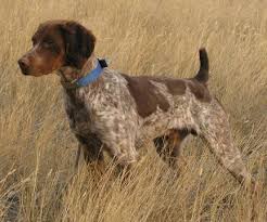 Pin By Sarah Wong On Love Brittany Dog Dogs Brittany Spaniel Dogs