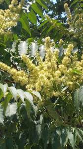Image result for Ailanthus