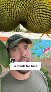 It's not too late to plant for the summer, throw these into pots or empty  spots in your garden to fill in spade and get way more harvests #garden