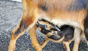 Mastitis Care For Dairy Goats Hobby Farms