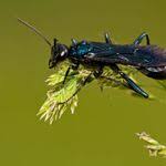 Pin On What S Buzzing With Terminix