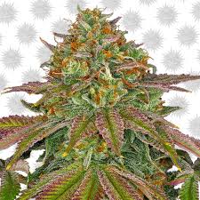 Relatively easy to grow, isn't finicky like other dessert strains can be. Wedding Cake Barney S Farm Cannabis Seeds Zamnesia