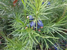 Emu planet phat beat demo. Bush Tucker Time The Emu Plum Inspiration Outdoors
