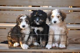 After reviewing thousands of ads from all over the us, we have established a list of 16 breeds that can be. Contests 100 Weekly Giveaways And Prizes
