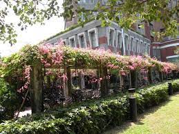 台大校園 花枝亂綻 珊瑚藤 趴趴走的竹子 udn部落格 outdoor structures outdoor pergola