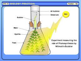 Physics Learn Effect Of Light Intensity Light Quality And Concentration Of Carbon Dioxide Biology Std 11 12 Science Education Carbon Dioxide Intense