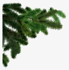 Tree, tree, leaf, branch, plant stem png. Fir Branch Png Download Pine Tree Leaf Texture Transparent Png Kindpng