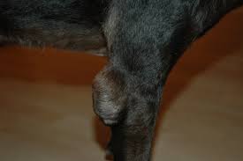 Benign skin conditions can cause small areas of the neck to appear swollen. Hygroma Canine Disease Wikipedia