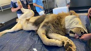 Lewin brzeski or löwen, a town in brzeg county, opole voivodeship, poland. Sudafrika Vier Lowen Vor Dem Tod Bewahrt Horror Farm Hatte Es Auf Fell Und Knochen Der Raubkatzen Abgesehen